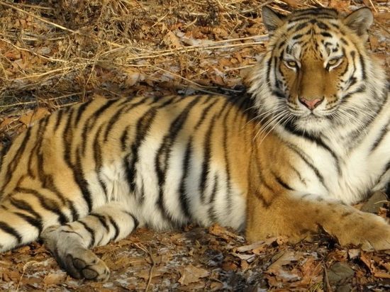 Учет краснокнижных тигров и других редких животных начнётся в Приморском крае со следующей недели