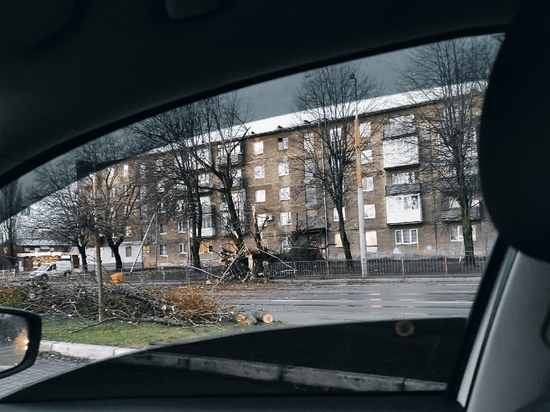 В Калининграде штормовой ветер повалил 11 деревьев, повреждены два автомобиля