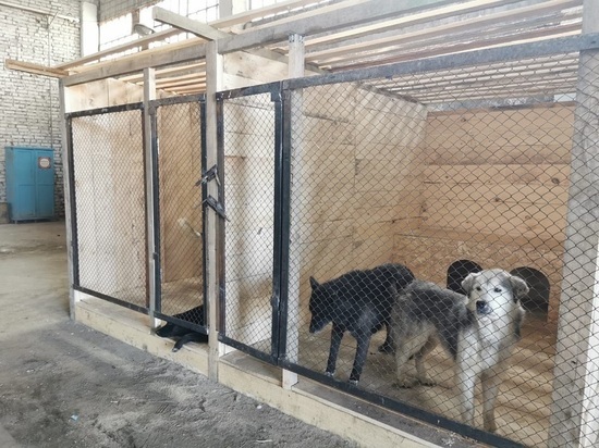 В Красноярске на содержание агрессивных собак уходит более полутора миллионов рублей ежемесячно