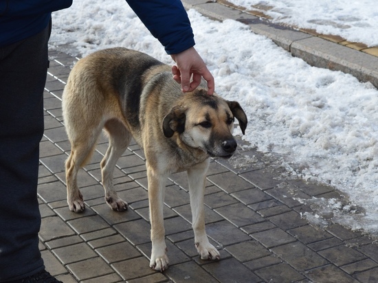 В Донецке мужчина спас провалившуюся под лед собаку