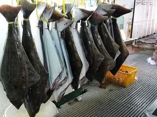 Вывоз рыбы с Сахалина в 2021 году вырос на 75 процентов