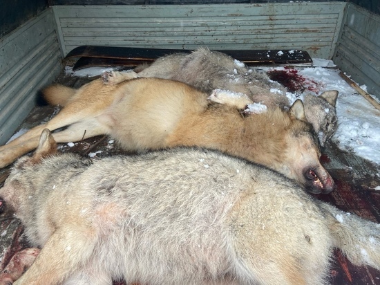 Волка весом 50 кг застрелили в Псковской области