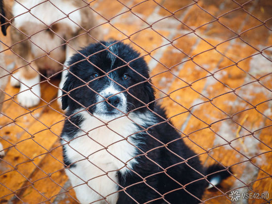 В кузбасском городе у ковидария собака ждет своего умершего хозяина
