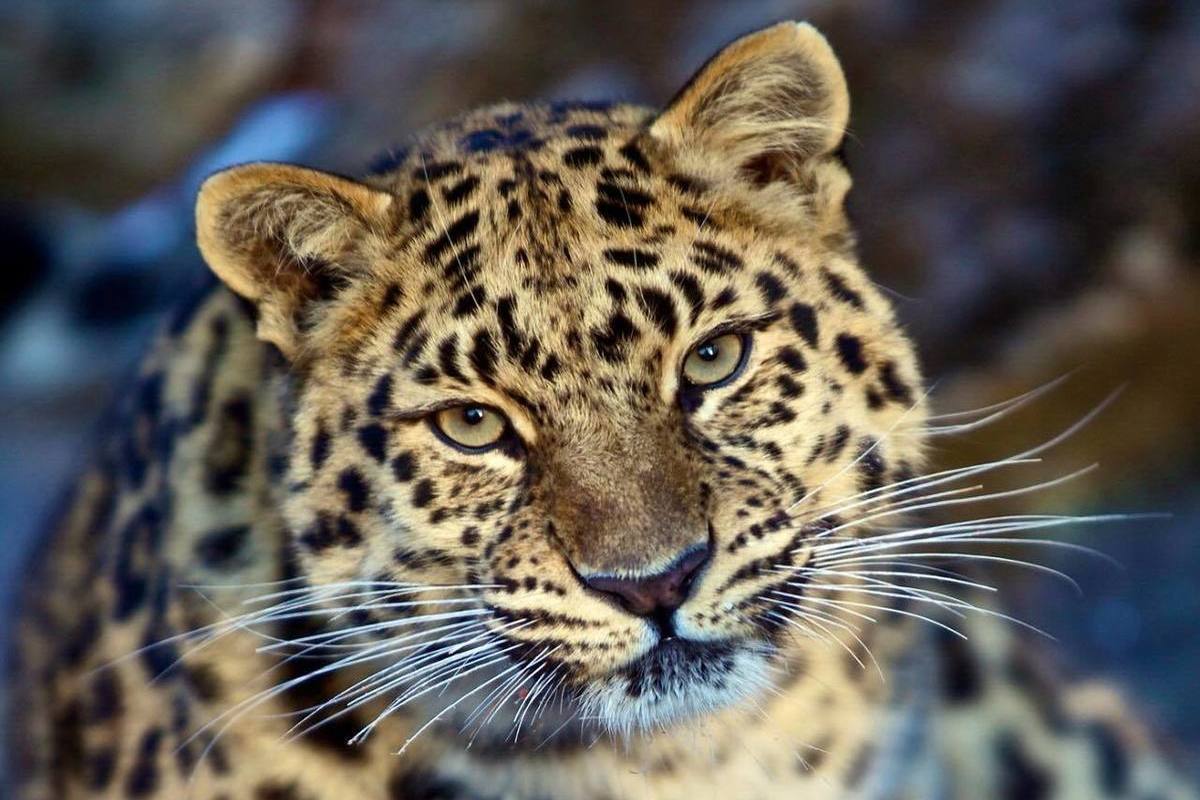 Ученые России и Кореи исследуют ДНК дальневосточных леопардов - МК  Владивосток