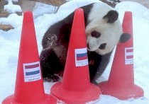 Панды Жуи и Диндин, живущие в Московском зоопарке, предсказали страны, которые победят на зимней Олимпиаде в Пекине