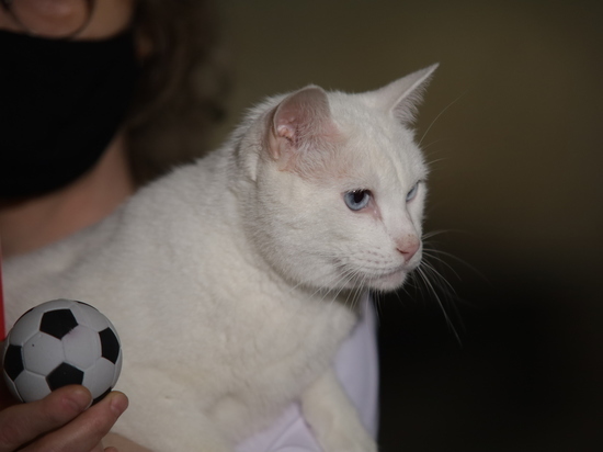 Эрмитажный кот Ахилл поборется за победу в международном конкурсе