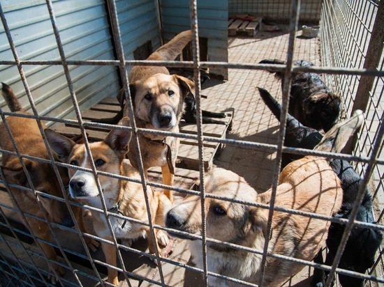 За неделю в Астрахани отловили более 150 бездомных собак
