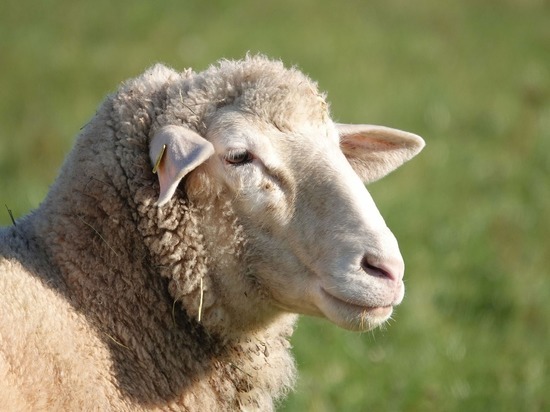 Поголовье овец сократилось в Забайкалье, несмотря на поддержку Минсельхоза