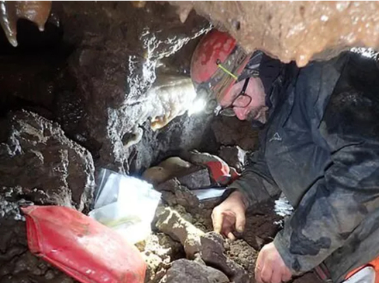 Ученых восхитили случайно найденные в пещере остатки мамонта