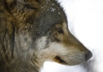 В 20-х числах января из Пушкинских Гор пришла новость, что в посёлке появились волки