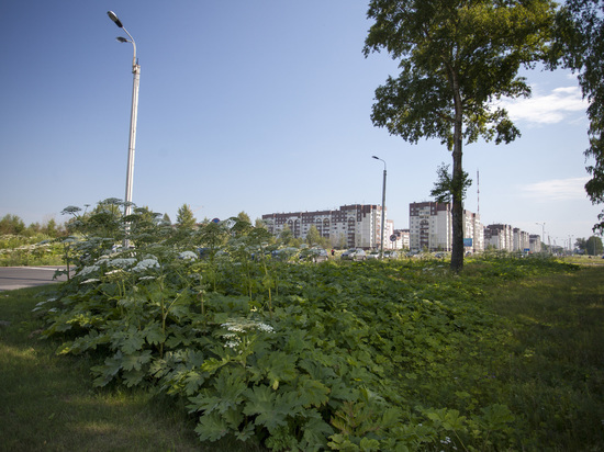 Губернатор: Площадь борщевика в Псковской области ежегодно увеличивается на 5-10%
