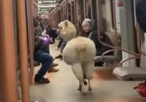 В соцсетях появился ролик, в котором альпака едет в вагоне московского метро