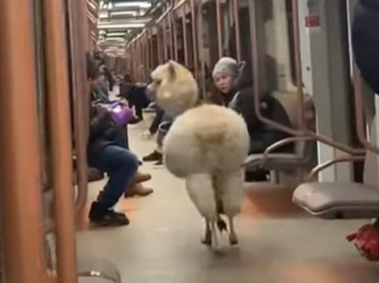 Хозяйка проехавшегося в метро альпака рассказала о необычном путешествии