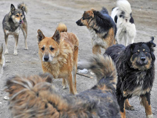 Стая бездомных собак насмерть загрызла 58‑летнего астраханца