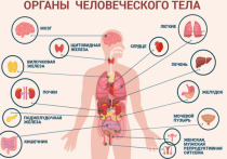 Каким образом вирус попадает в ткани и органы и какие из них чаще всего страдают при этом, выяснили российские специалисты
