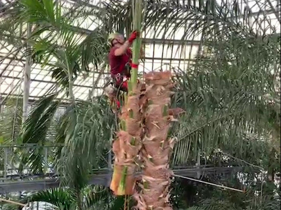 Пережившую блокаду пальму спилили в Ботаническом саду