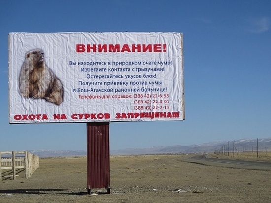 На Алтае пройдет массовая вакцинация против чумы