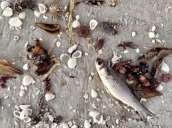 Тысячи мертвых рыб нашли в Атлантическом океане у берегов Франции