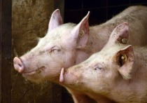 Немецкие ученые решили выращивать генетически модифицированных свиней, которых будут использовать как доноров для человека