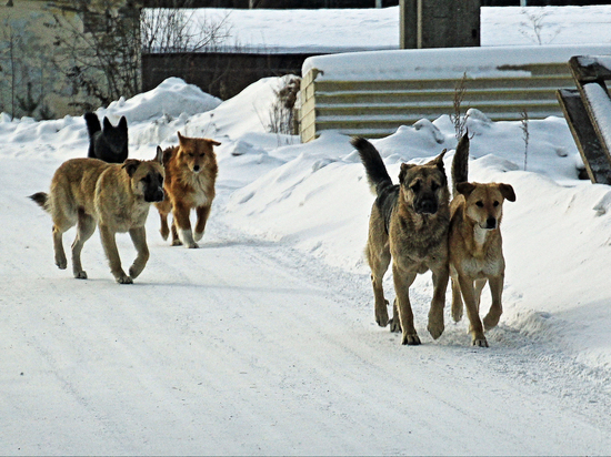 В Шуе отловом собак будет заниматься "Добрый дом в Ивановской области"