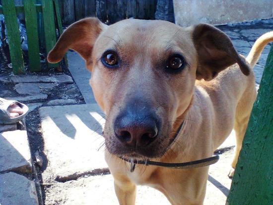 Жители Донецка обеспокоены смертями бездомных собак