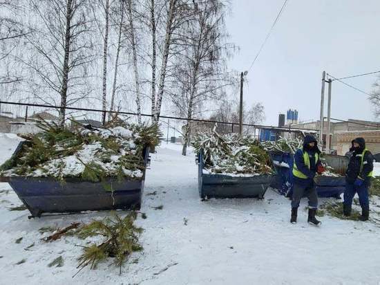 В Тамбовской области с контейнерных площадок собрали 76 кубометров новогодних ёлок