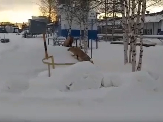 Семья лис поселилась на предприятии Ямала