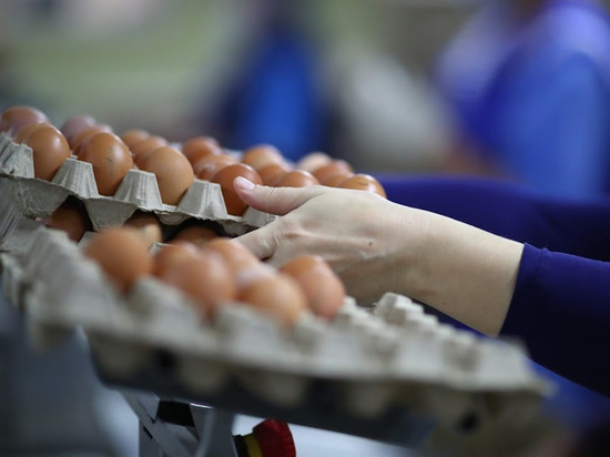 Эксперты рассказали, какие куриные яйца стоит покупать