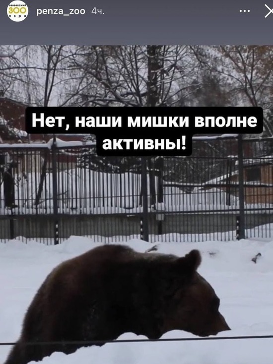 Пензенский зоопарк показал не спящих медведей