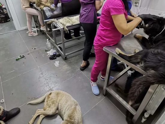 В приюте для животных в Крымске отравились 12 собак