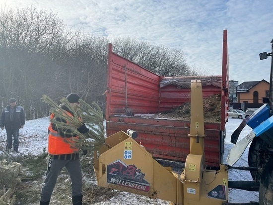 В Железноводске из новогодних елок получили четыре КАМАЗа мульчи для кабанов