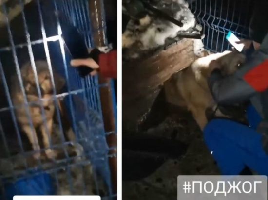 Приют для собак «Сибирский алабай» сгорел в Новосибирске