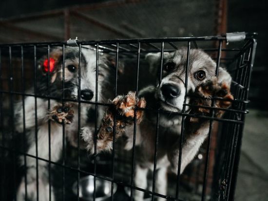 За перевозку собак из Якутии в Бурятию зоозащитников могут наказать