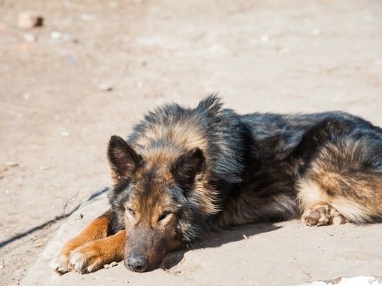 Алексей Пивоваров выпустил фильм о проблеме уличных собак в Астрахани