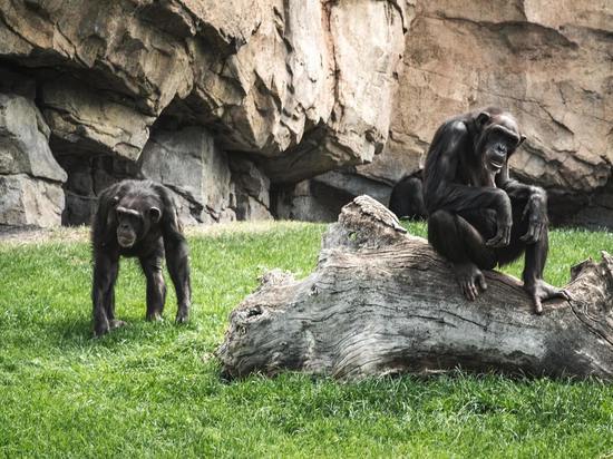 Шимпанзе прикладывают насекомых к своим ранам и ранам сородичей