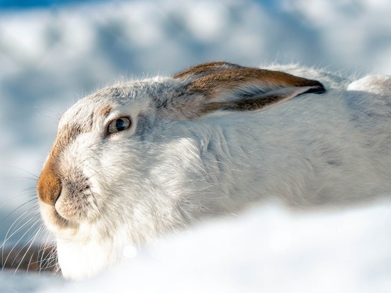 Охота на зайцев будет стоить браконьеру из ЛНР круглой суммы штрафа
