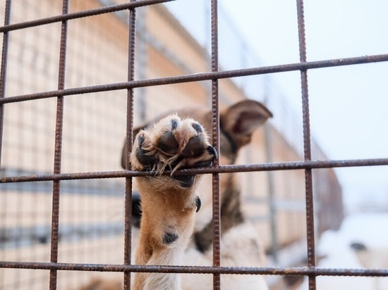 Гордума Астрахани предлагает больше финансировать отлов собак