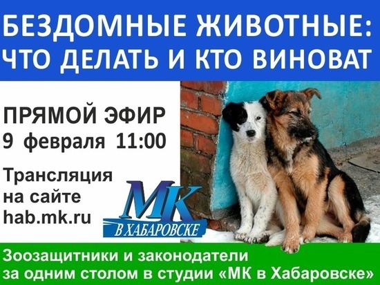 Хабаровчане смогут следить за дискуссией по проблеме бездомных собак в режиме онлайн