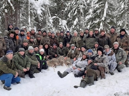 Костромские охотники ликвидировали волчью стаю в Шарьинском районе