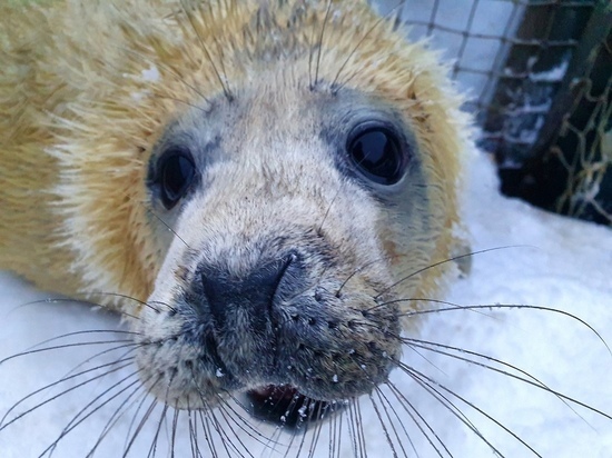 В Мурманске родился краснокнижный тюлень, в соцсетях ему уже выбирают имя