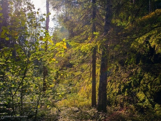 В Карелии уже началась подготовка к сезону пожаров