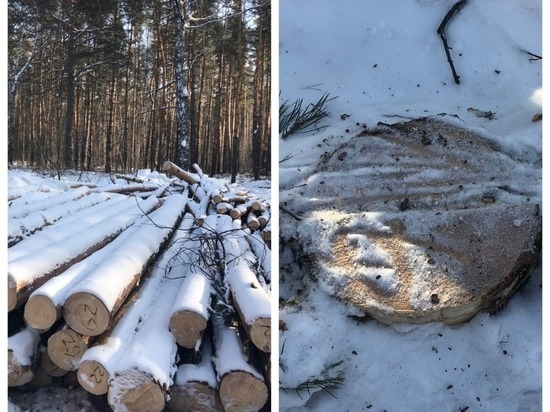 В минприроды не нашли нарушений при вырубках леса под Новосибирском