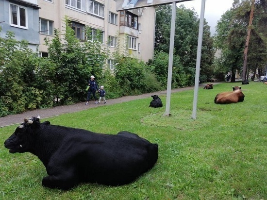 В Кисловодске создадут «штрафстоянку» для лошадей и коров