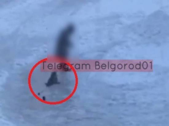 Белгородцы обсуждают видео, на котором девочка жестко выгуливает кота