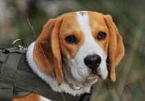 100 тысяч рублей сулят за возвращение пропавшего питомца убитые горем владельцы четырехлетнего пса породы бигль по кличке Лео