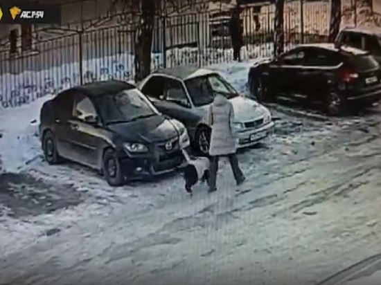 В Новосибирске собака сорвала госномер с припаркованного автомобиля
