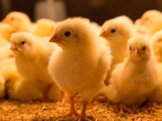 Крупная птицефабрика в Ломоносовском районе оказалась под угрозой закрытия