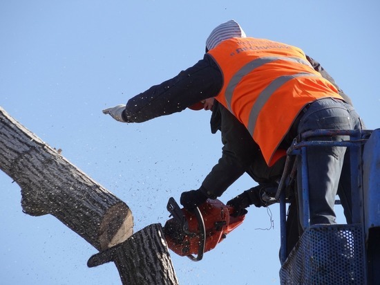 Воронежцев начали штрафовать на огромные деньги за незаконную рубку деревьев, даже на собственных дачах