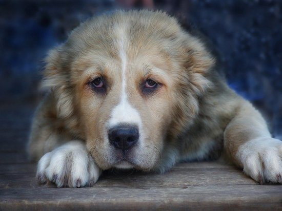 В Йошкар-Оле бешеная собака укусила человека в очереди к ветеринару