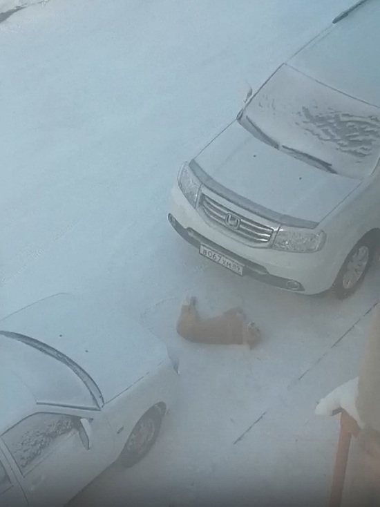 В Лабытнанги 2 собаки за сутки погибли от рук догхантеров